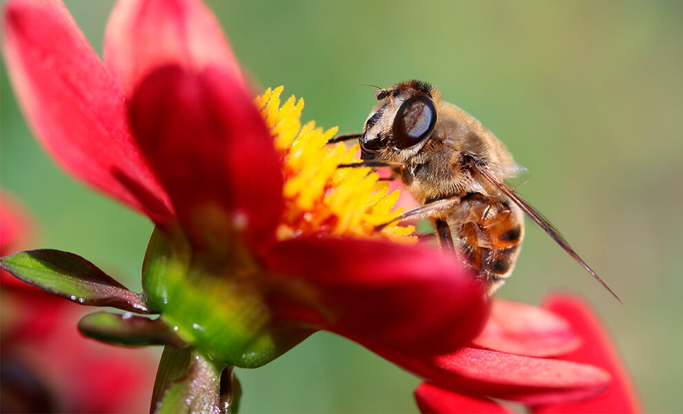 pollinisateurs