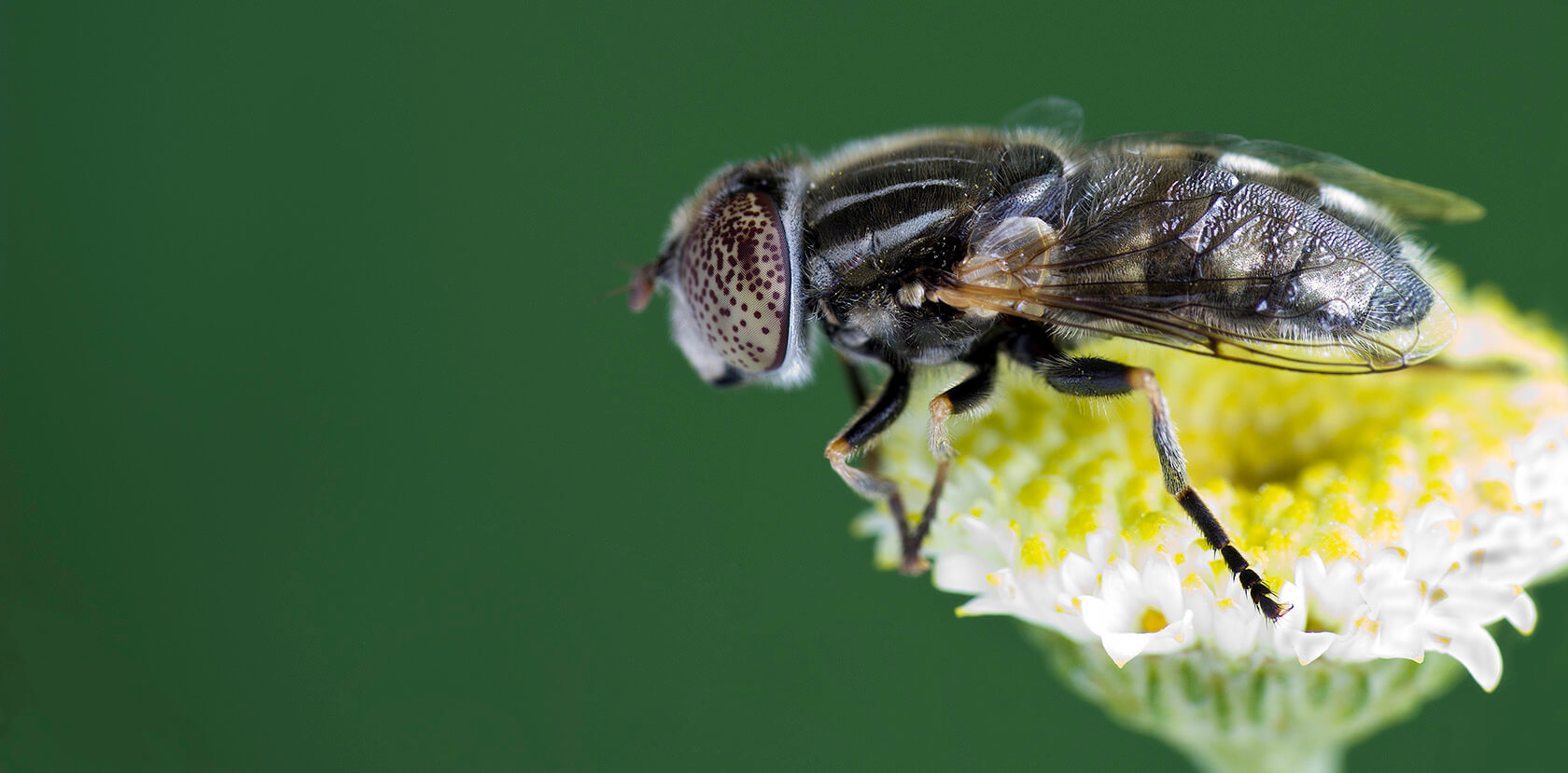Fly Pollination